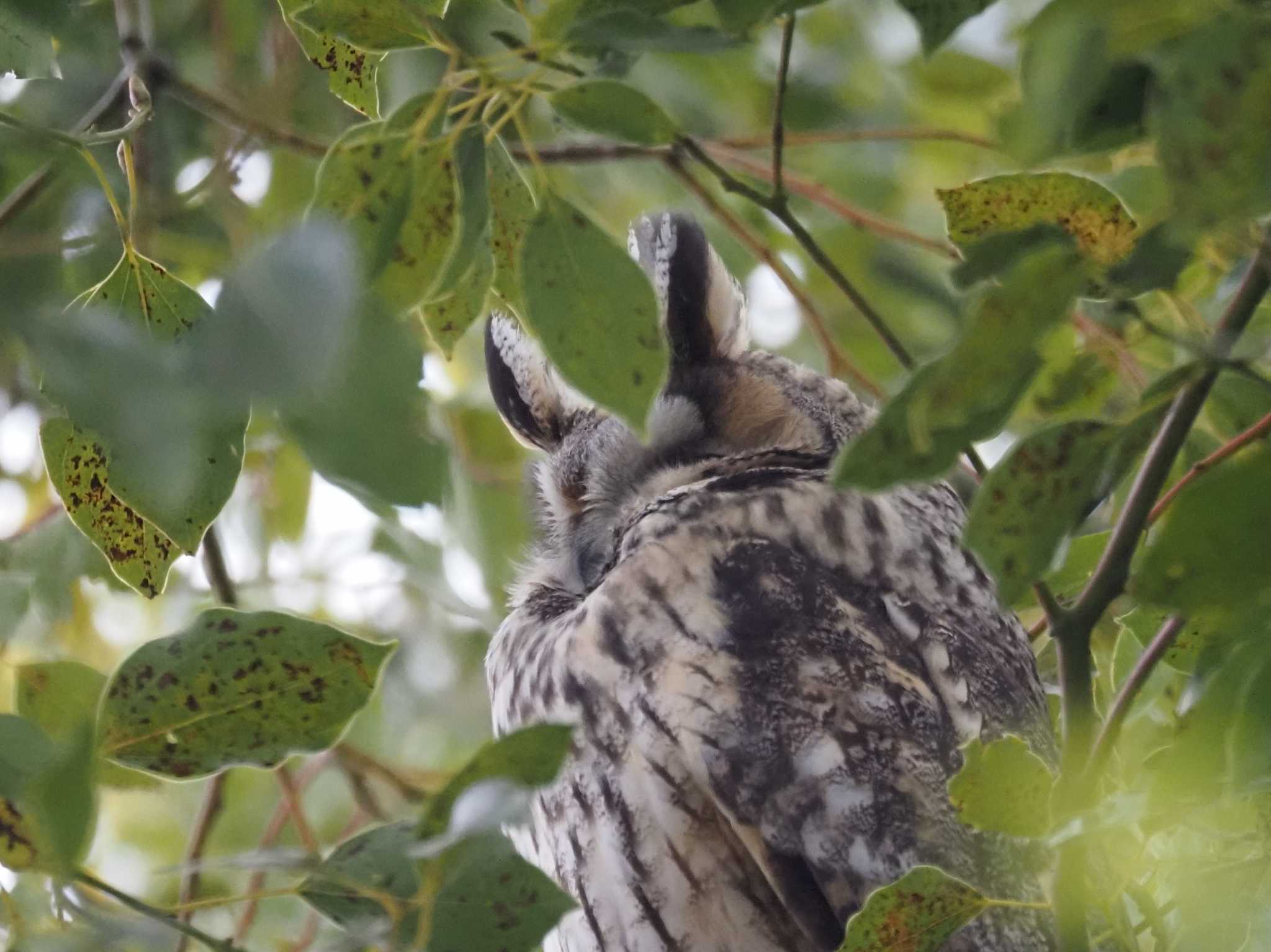 Long-eared Owl