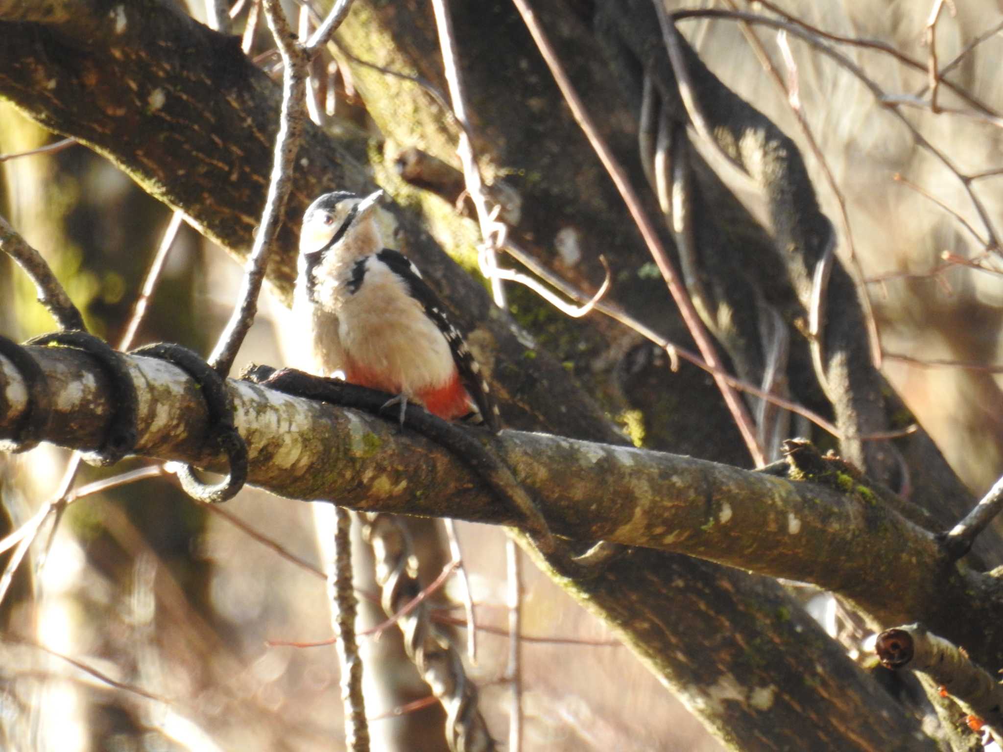 Great Spotted Woodpecker