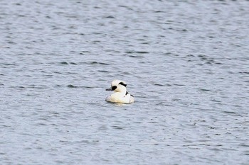 2024年2月24日(土) 勅使池(豊明市)の野鳥観察記録