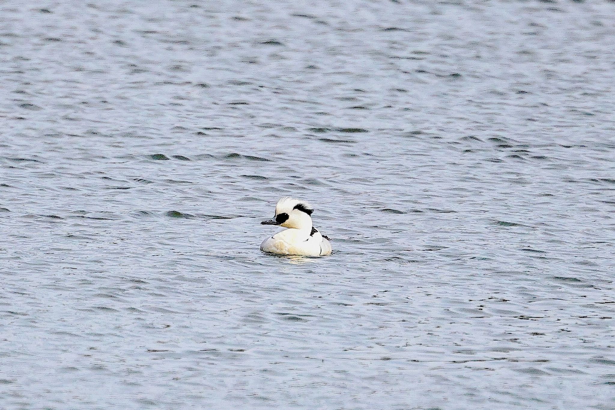 Photo of Smew at 勅使池(豊明市) by ベルサス