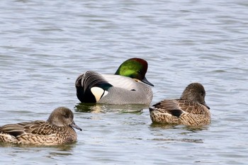 Falcated Duck 勅使池(豊明市) Sat, 2/24/2024