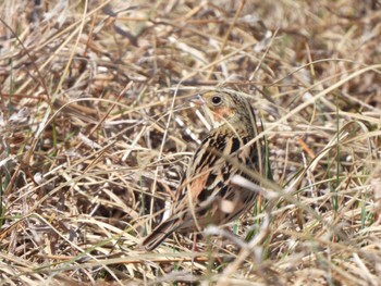 Chestnut-eared Bunting 小櫃川河口 Sat, 2/24/2024