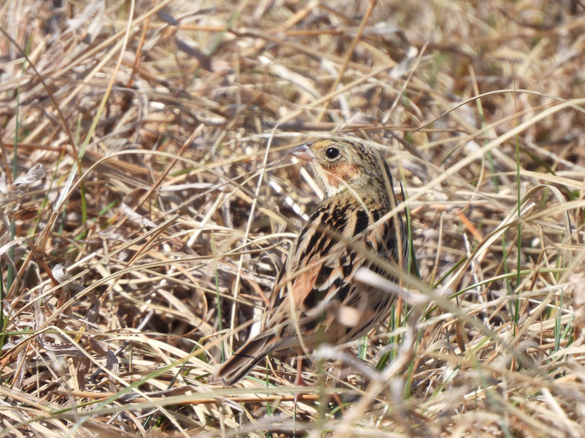 Chestnut-eared Bunting