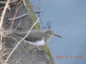 2019年12月18日(水) いたち川の野鳥観察記録