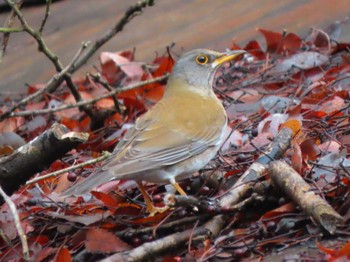 Pale Thrush Nara Park Fri, 2/23/2024