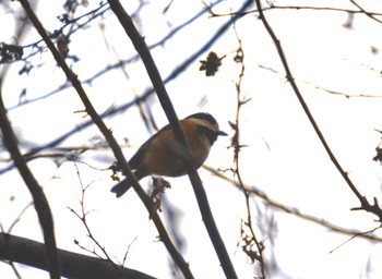 Varied Tit 小牧山 Fri, 2/23/2024