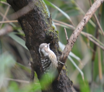 Japanese Pygmy Woodpecker 小牧山 Fri, 2/23/2024