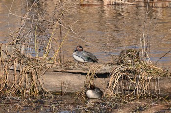 Eurasian Teal North Inba Swamp Fri, 12/29/2023