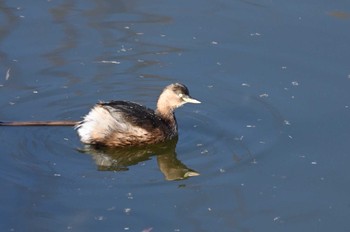 Little Grebe North Inba Swamp Fri, 12/29/2023