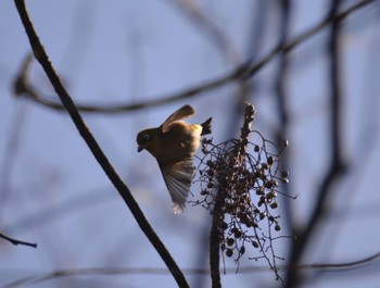 Warbling White-eye 小牧山 Sat, 2/24/2024