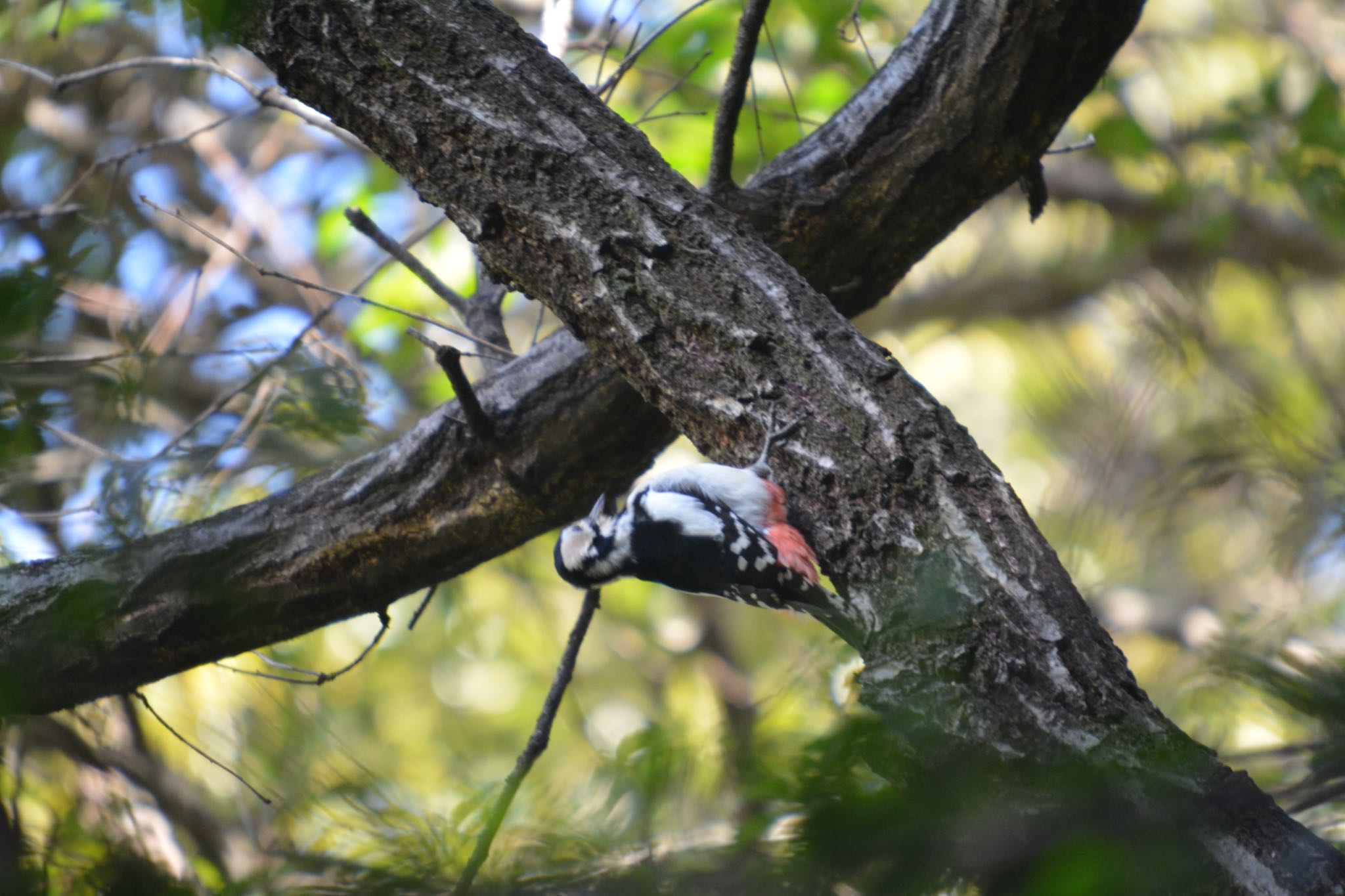 Photo of Great Spotted Woodpecker at 小牧山 by noel2023