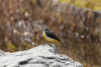 Unknown Species 矢橋帰帆島 (滋賀県草津市) Sat, 2/24/2024