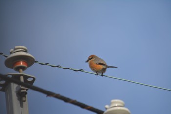 Bull-headed Shrike 小牧市 Sat, 2/24/2024