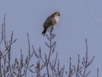 2024年2月24日(土) 石狩 茨戸川の野鳥観察記録