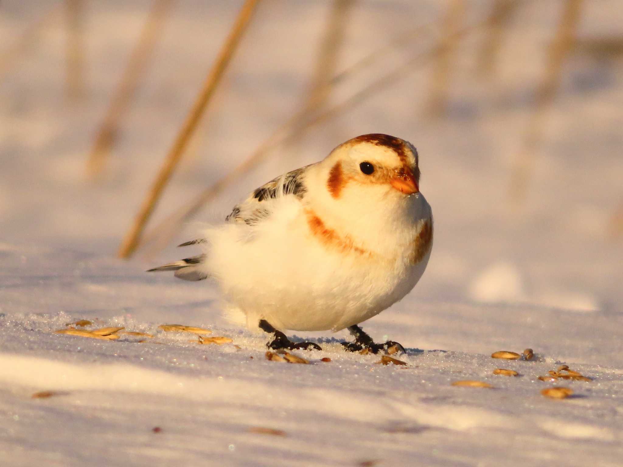 Snow Bunting