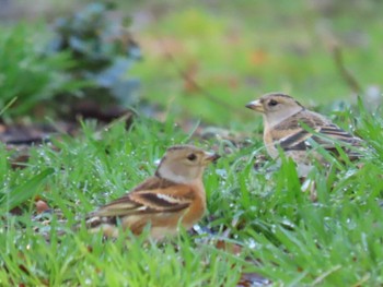 Brambling Ueno Park Sat, 2/24/2024