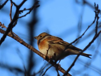 Brambling Ueno Park Sat, 2/24/2024