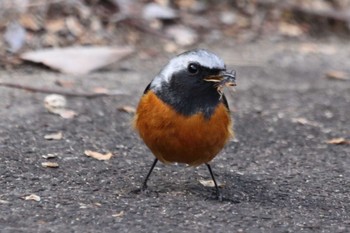 Daurian Redstart 祖父江ワイルドネイチャー緑地 Sat, 2/24/2024