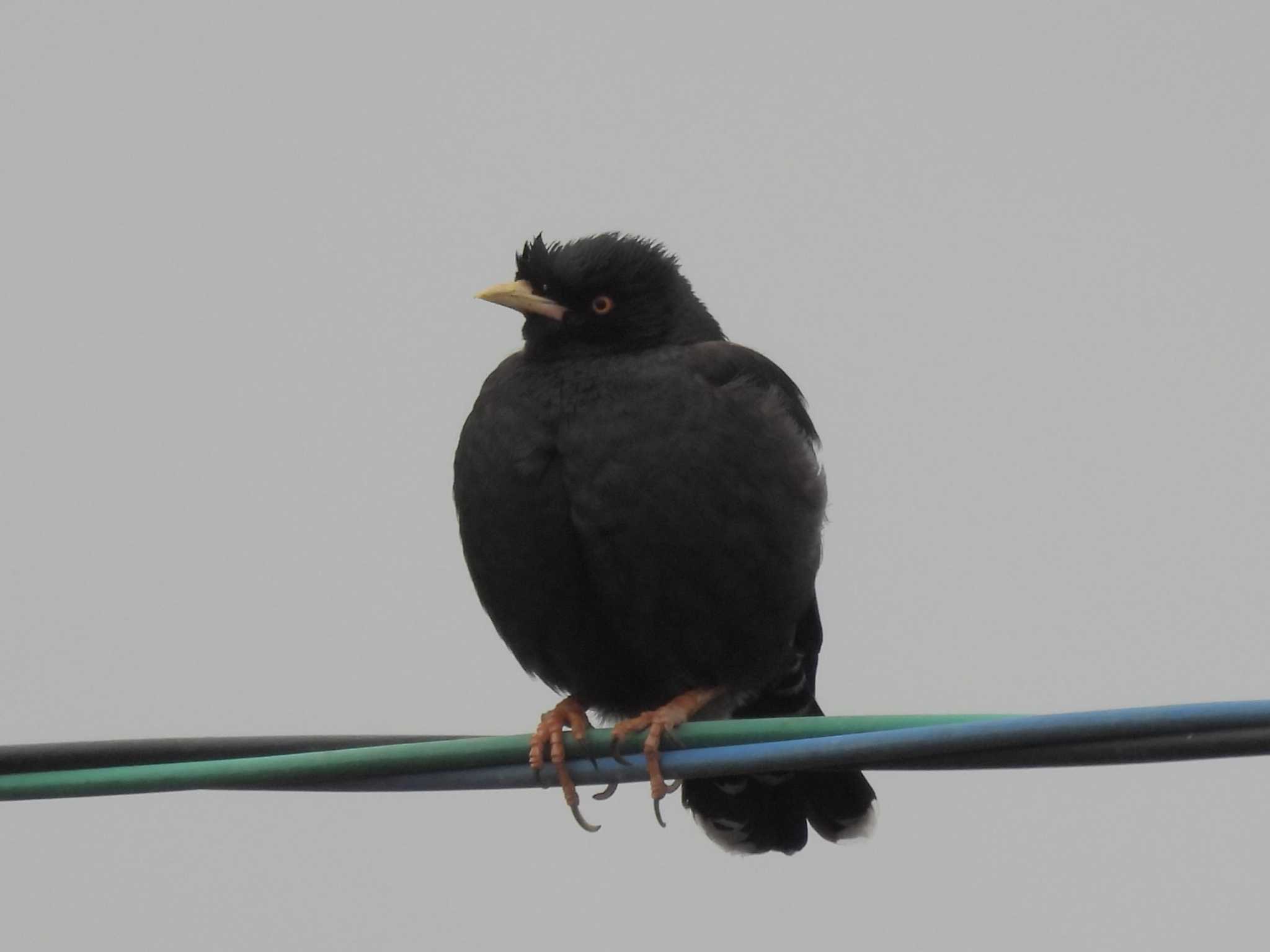 Crested Myna