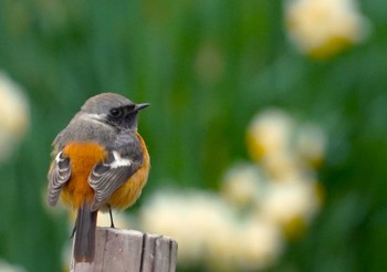 Daurian Redstart Unknown Spots Sat, 2/24/2024