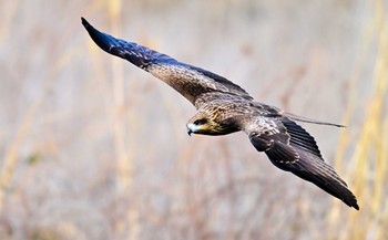 Black Kite Unknown Spots Sat, 1/27/2024