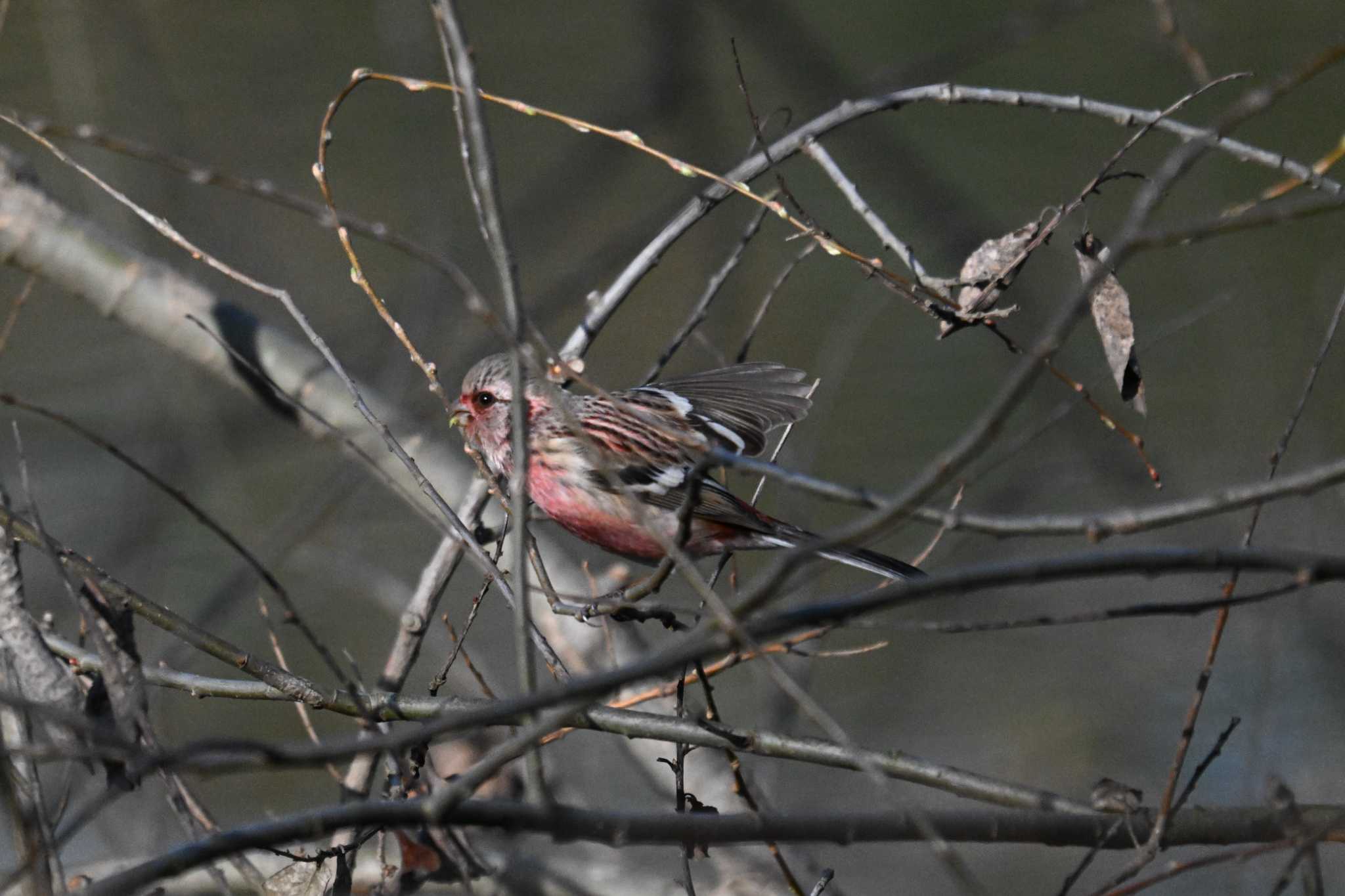 Siberian Long-tailed Rosefinch