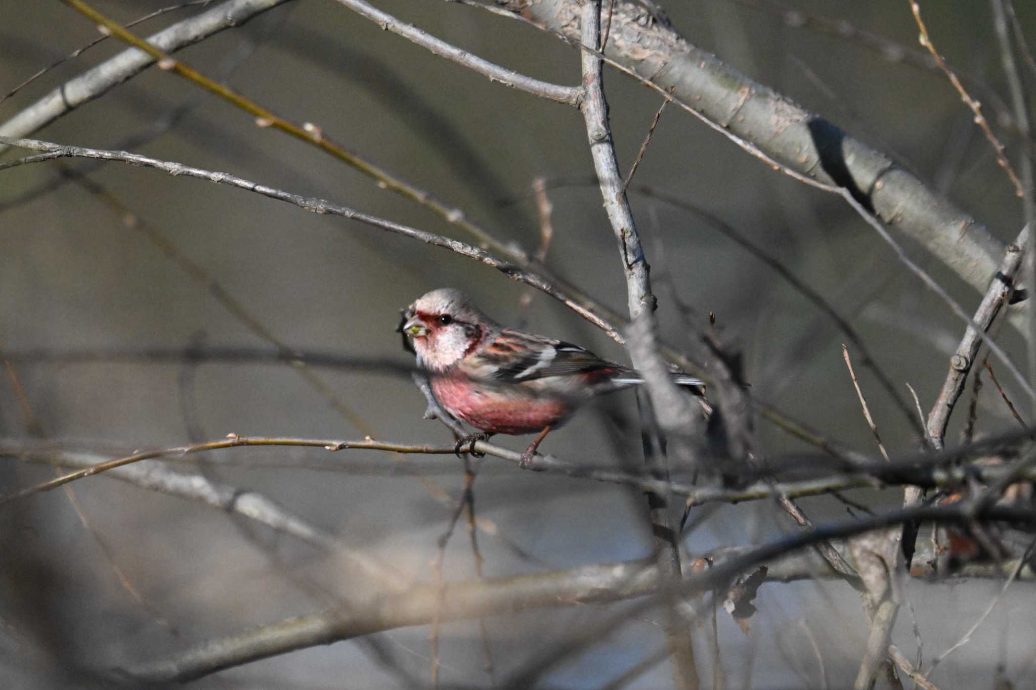 Siberian Long-tailed Rosefinch