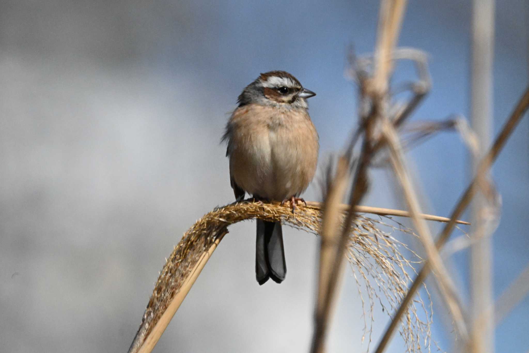 Meadow Bunting