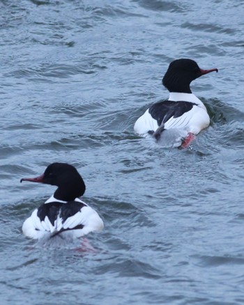 Common Merganser Suwako Lake Fri, 2/23/2024