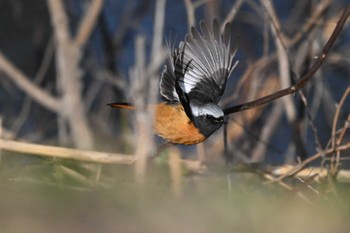 2024年2月24日(土) ふれあい松戸川の野鳥観察記録