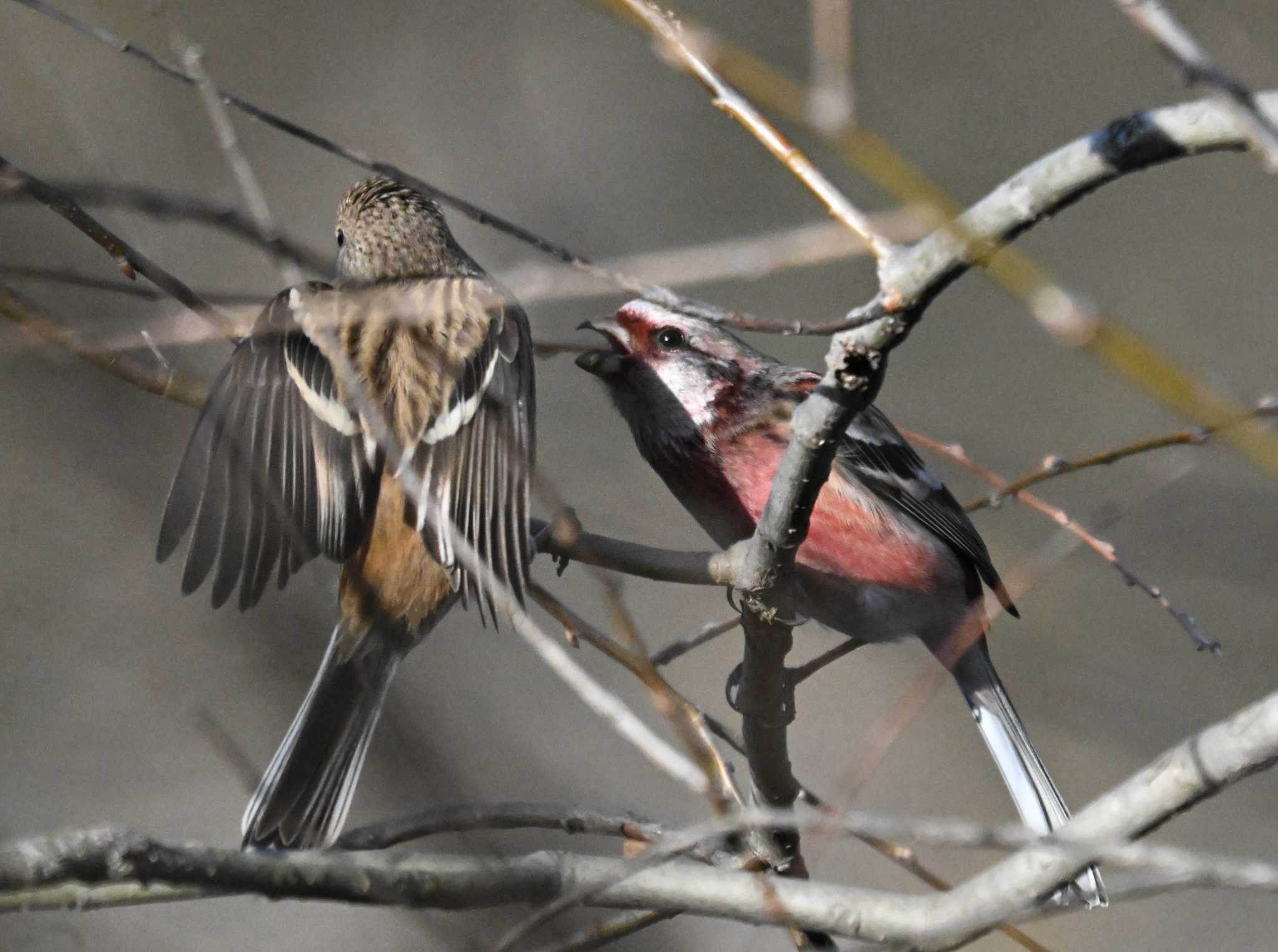 Siberian Long-tailed Rosefinch