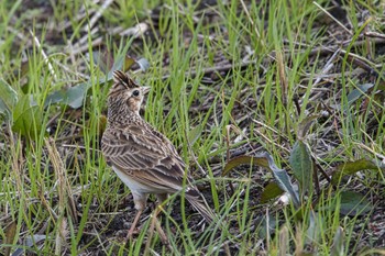 2024年2月24日(土) 和歌山県 紀の川 加太の野鳥観察記録