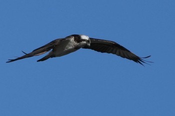 2024年2月24日(土) 多摩川の野鳥観察記録