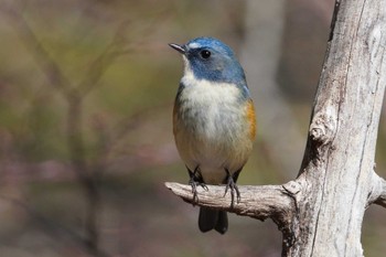 ルリビタキ 小根山森林公園 2024年2月17日(土)