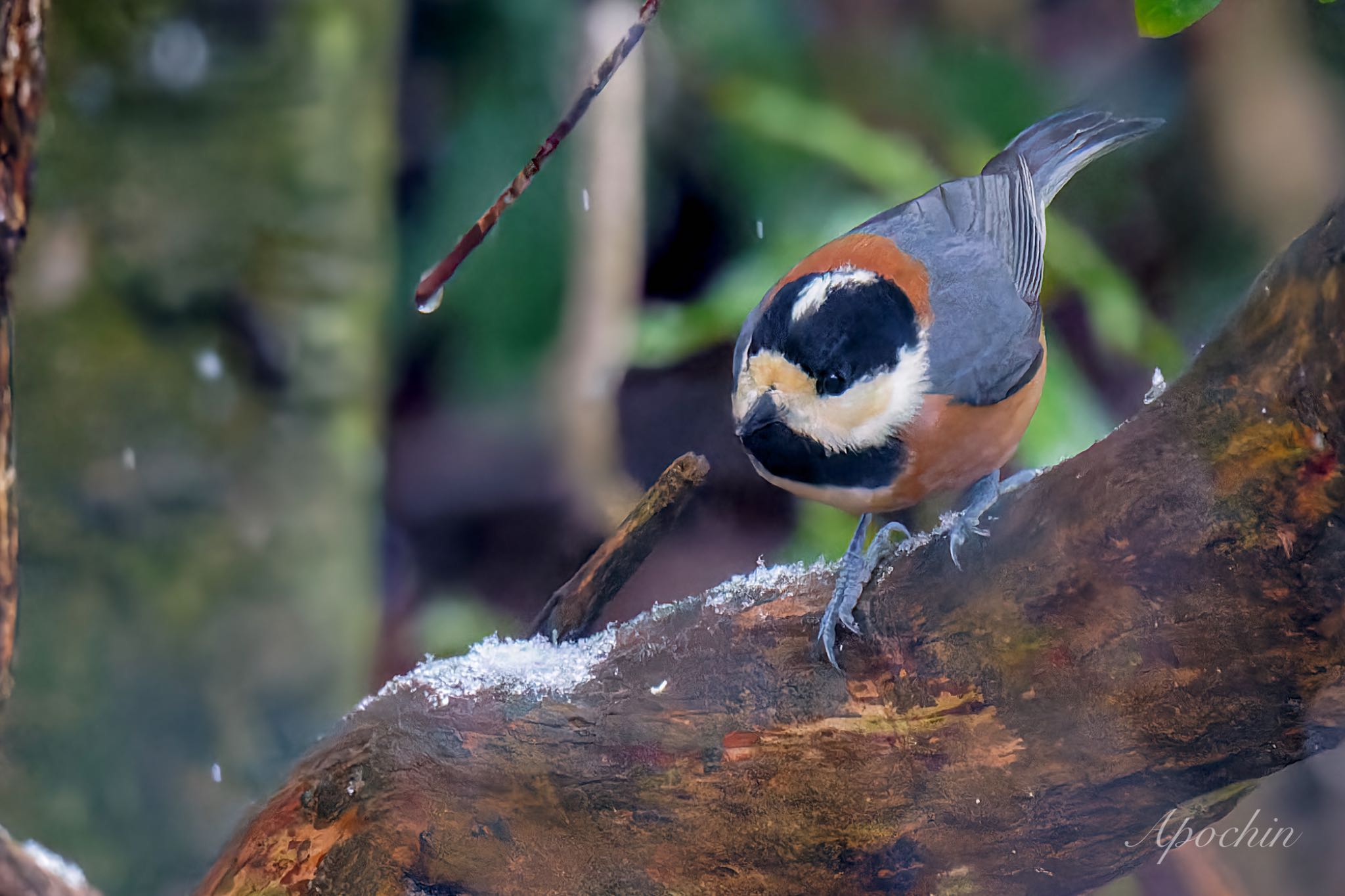 Varied Tit