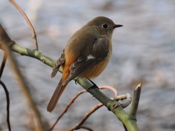 Sat, 2/24/2024 Birding report at Showa Kinen Park