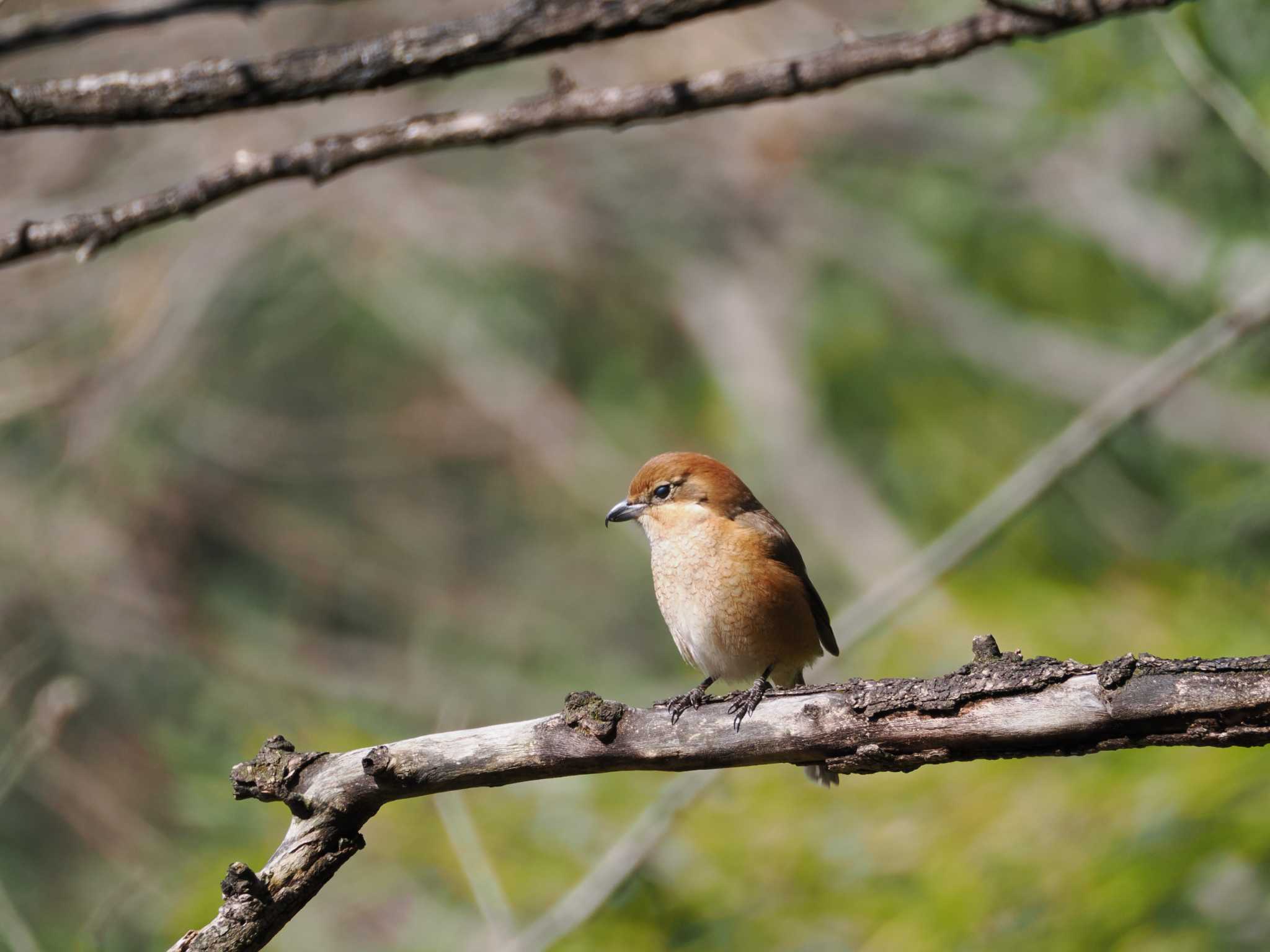 Bull-headed Shrike