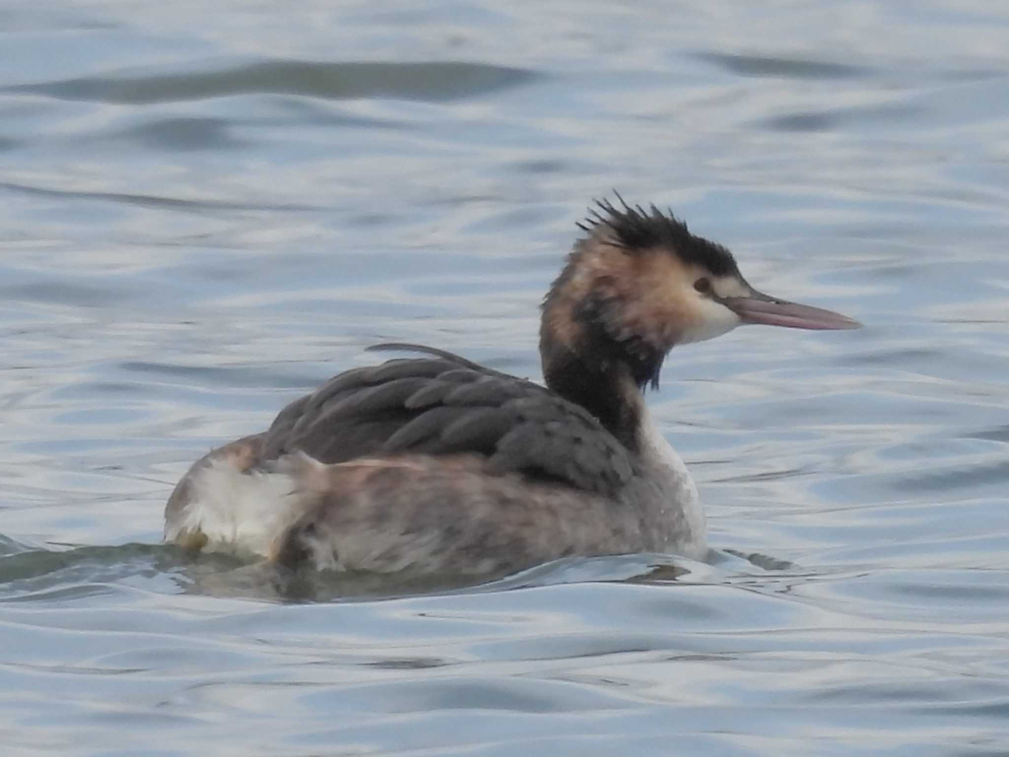 Photo of Great Crested Grebe at 淀川河川公園 by ゆりかもめ