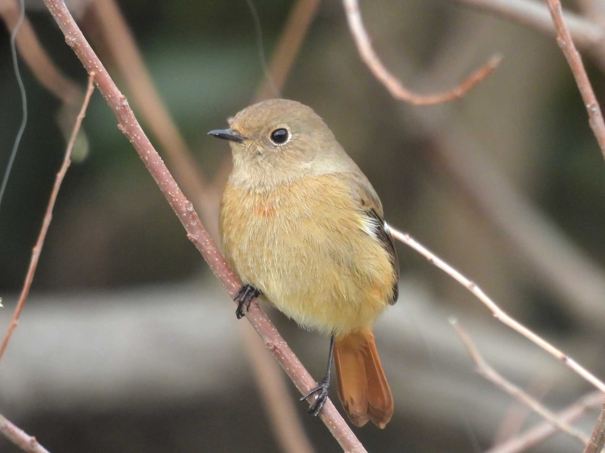 Daurian Redstart