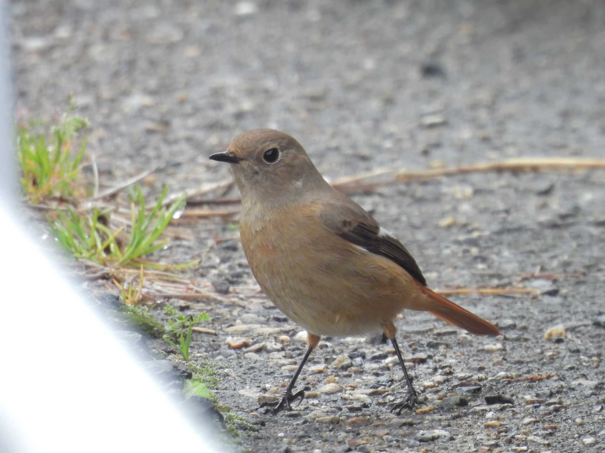 Daurian Redstart