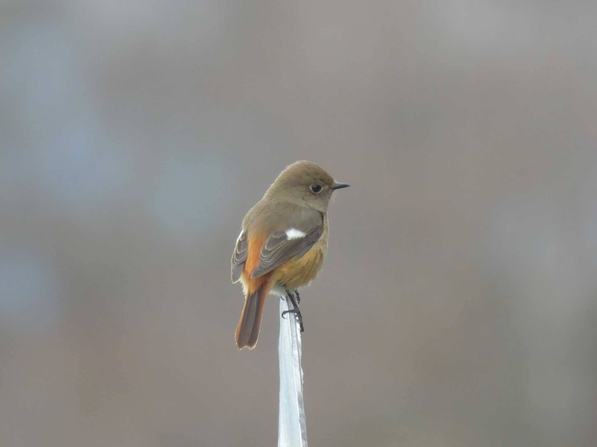 Daurian Redstart