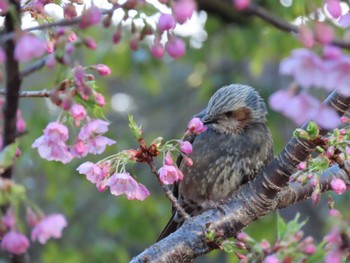 Brown-eared Bulbul Ueno Park Sat, 2/24/2024