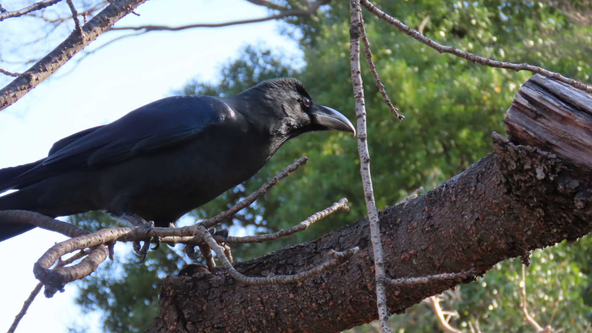 不忍池(上野恩賜公園) ハシブトガラスの写真 by 朝活