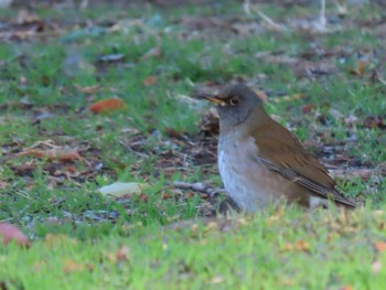 Pale Thrush Ueno Park Sat, 2/24/2024