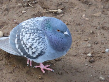 Rock Dove Ueno Park Sat, 2/24/2024