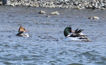 2024年2月24日(土) 相模大堰の野鳥観察記録