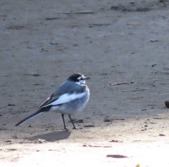 White Wagtail Ueno Park Sat, 2/24/2024