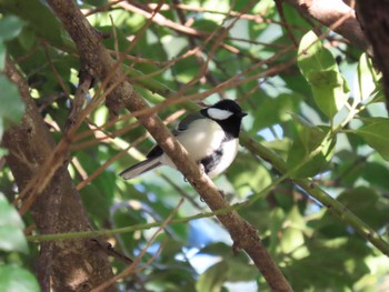 Japanese Tit Ueno Park Sat, 2/24/2024