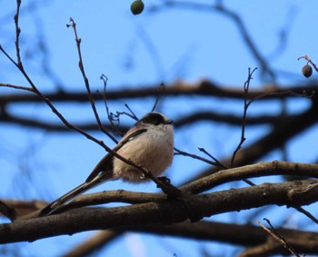 Long-tailed Tit Ueno Park Sat, 2/24/2024