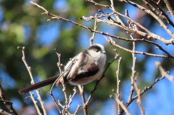 Long-tailed Tit Ueno Park Sat, 2/24/2024